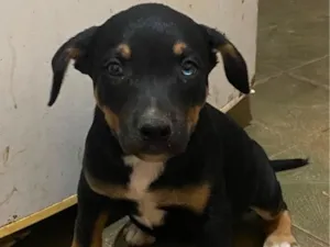 Cachorro raça SRD-ViraLata idade 2 a 6 meses nome não tem