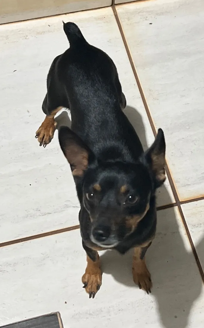 Cachorro raça SRD-ViraLata idade 1 ano nome Não tem