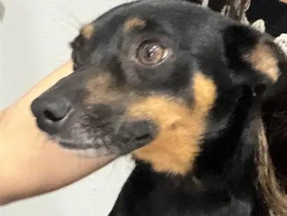 Cachorro raça SRD-ViraLata idade 1 ano nome Não tem