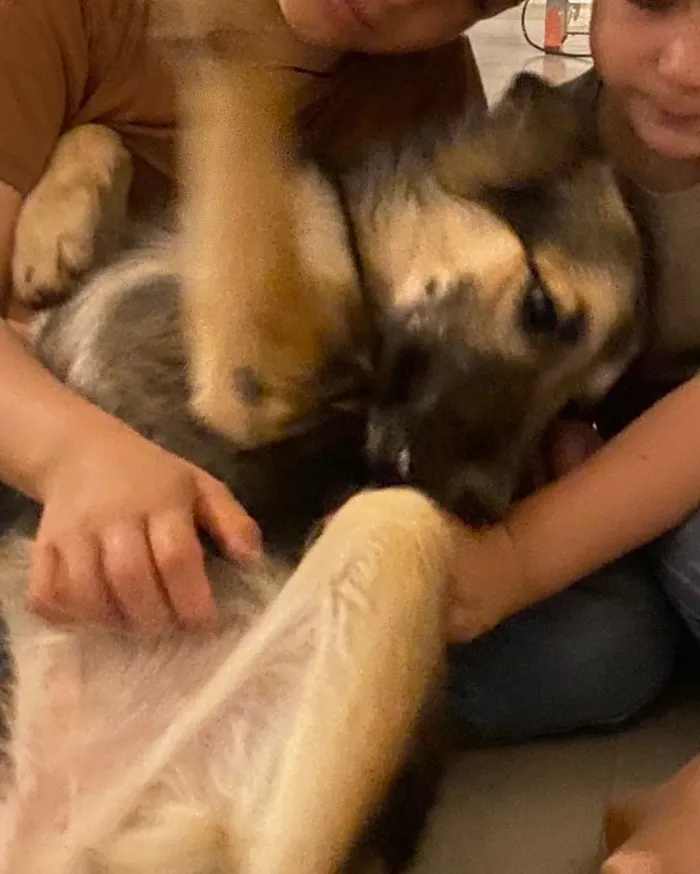 Cachorro raça SRD-ViraLata idade 2 a 6 meses nome Flora