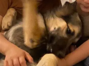 Cachorro raça SRD-ViraLata idade 2 a 6 meses nome Flora