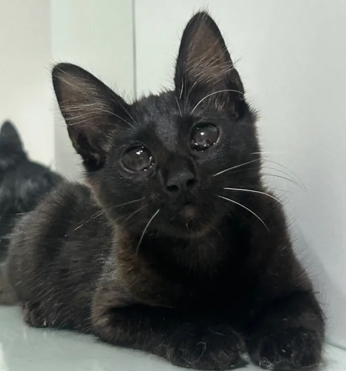 Gato raça SRD-ViraLata idade 2 a 6 meses nome não tenho nome