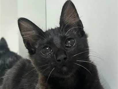 Gato raça SRD-ViraLata idade 2 a 6 meses nome não tenho nome