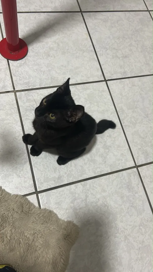 Gato raça SRD-ViraLata idade 2 a 6 meses nome Preto (temporário) 