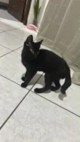 Preto (temporário) 