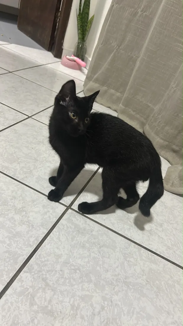 Gato raça SRD-ViraLata idade 2 a 6 meses nome Preto (temporário) 