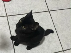 Gato raça SRD-ViraLata idade 2 a 6 meses nome Preto (temporário) 