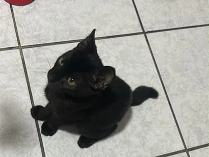 Gato raça SRD-ViraLata idade 2 a 6 meses nome Preto (temporário) 