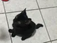 Preto (temporário)