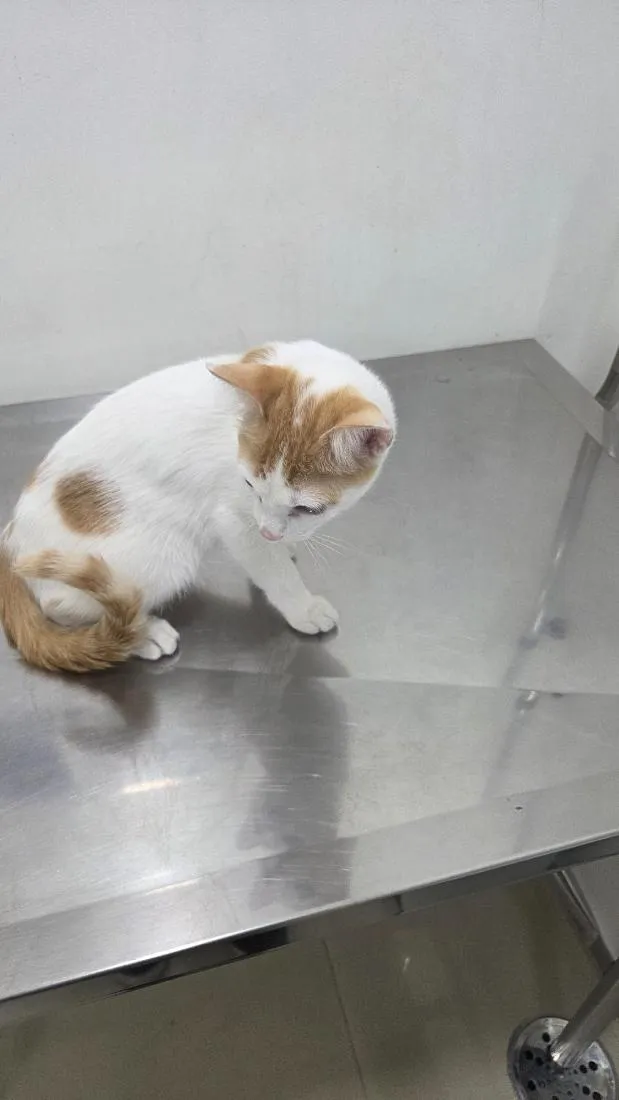 Gato raça SRD-ViraLata idade 2 a 6 meses nome Tina