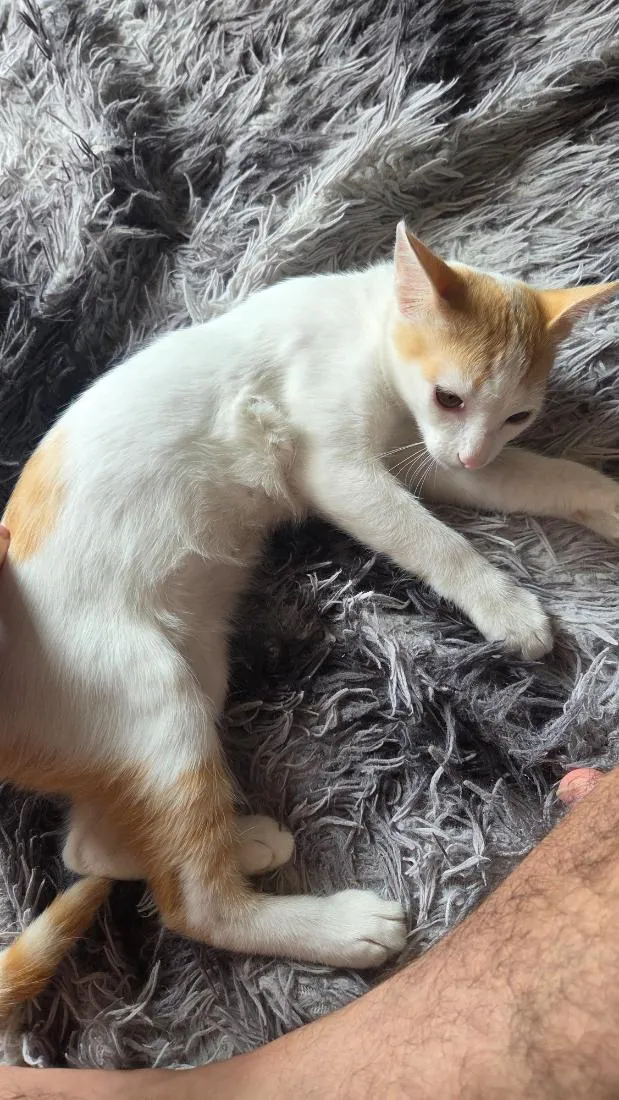 Gato raça SRD-ViraLata idade 2 a 6 meses nome Tina