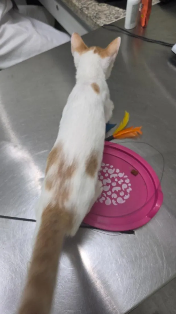 Gato raça SRD-ViraLata idade 2 a 6 meses nome Tina