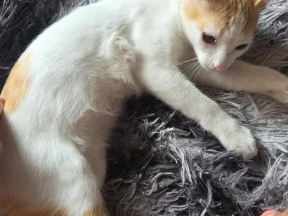 Gato raça SRD-ViraLata idade 2 a 6 meses nome Tina