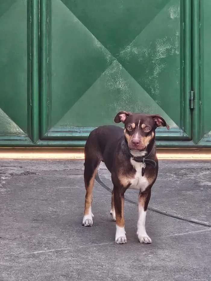Cachorro raça SRD-ViraLata idade 1 ano nome Snoopy