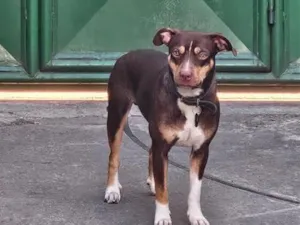 Cachorro raça SRD-ViraLata idade 1 ano nome Snoopy