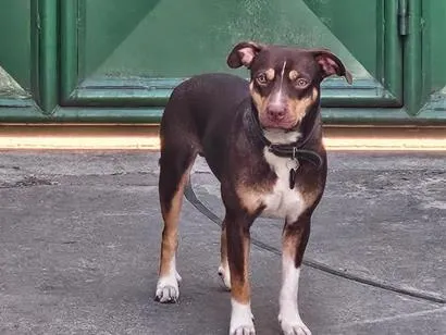 Cachorro raça SRD-ViraLata idade 1 ano nome Snoopy