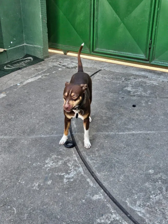 Cachorro raça SRD-ViraLata idade 1 ano nome Snoopy