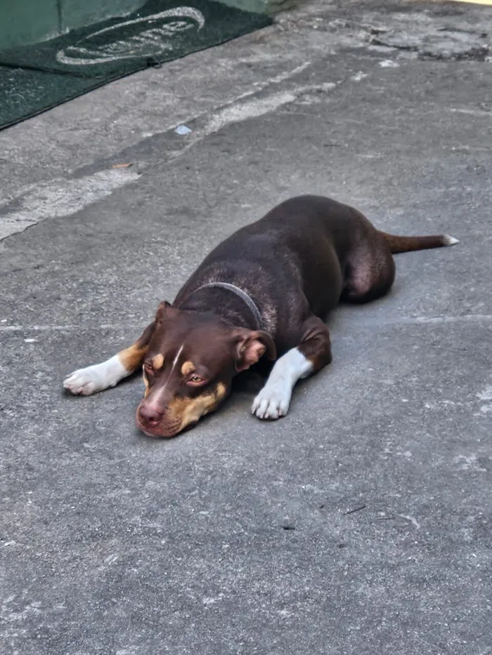 Cachorro raça SRD-ViraLata idade 1 ano nome Snoopy
