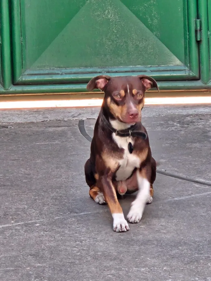 Cachorro raça SRD-ViraLata idade 1 ano nome Snoopy