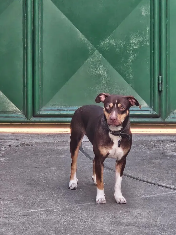 Cachorro raça SRD-ViraLata idade 1 ano nome Snoopy