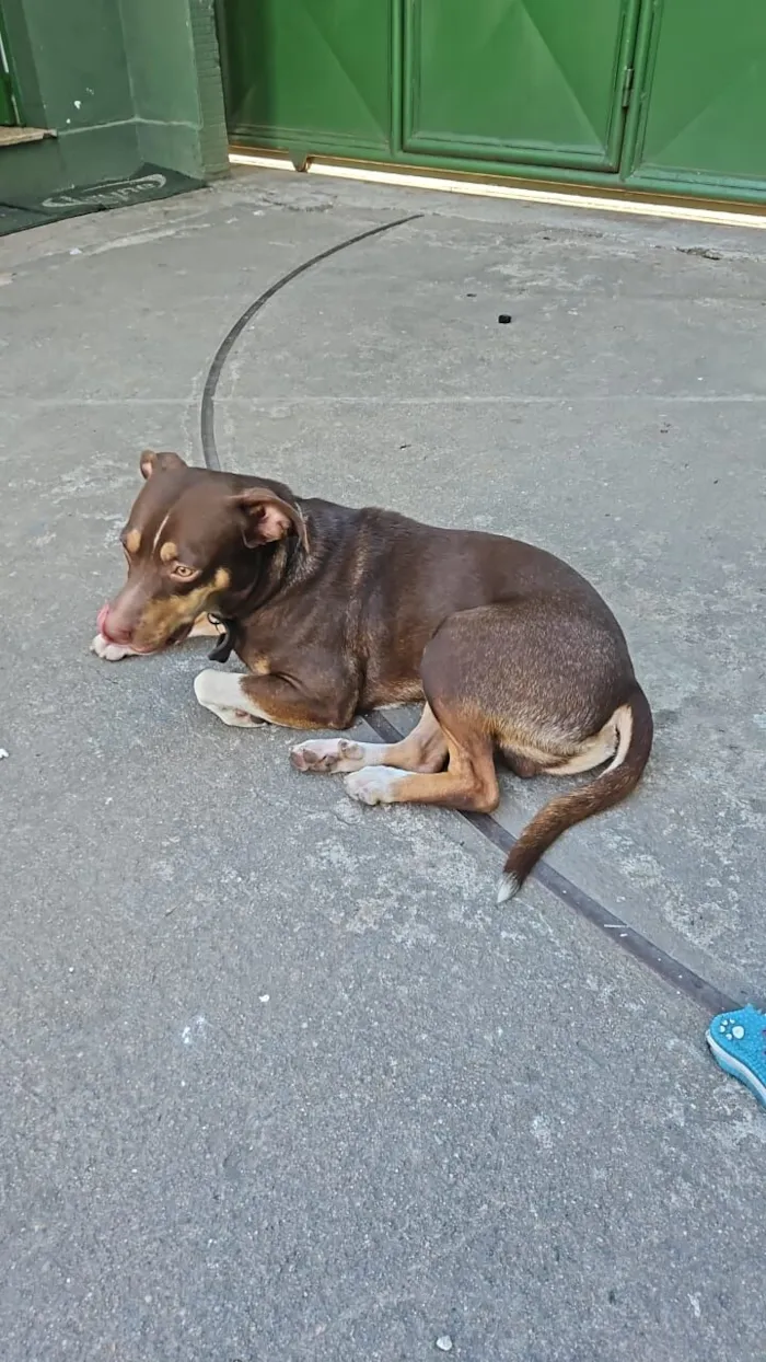 Cachorro raça SRD-ViraLata idade 1 ano nome Snoopy