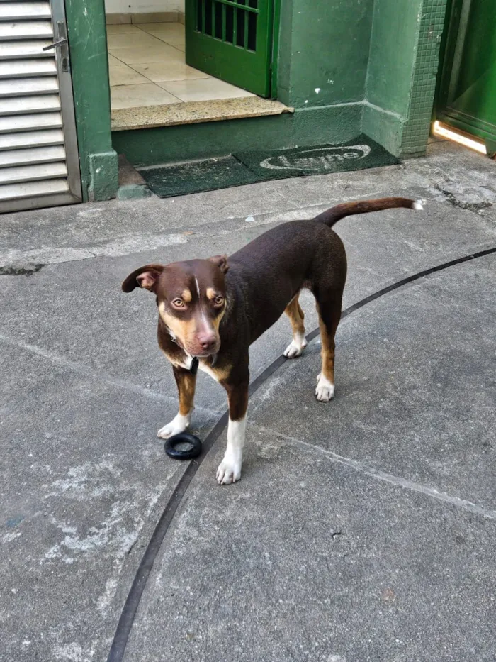Cachorro raça SRD-ViraLata idade 1 ano nome Snoopy