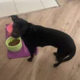 Cacau