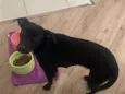 Cacau