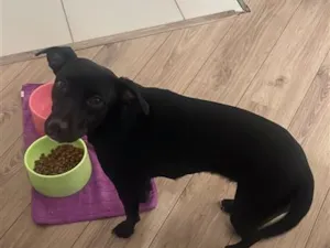 Cachorro raça SRD-ViraLata idade 7 a 11 meses nome Cacau