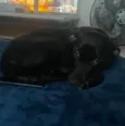 Cacau