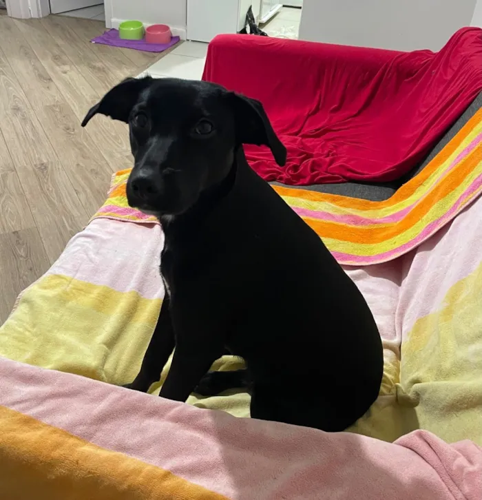 Cachorro raça SRD-ViraLata idade 7 a 11 meses nome Cacau