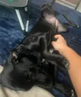 Cacau