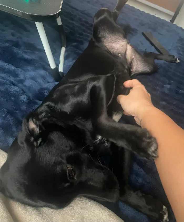 Cachorro raça SRD-ViraLata idade 7 a 11 meses nome Cacau
