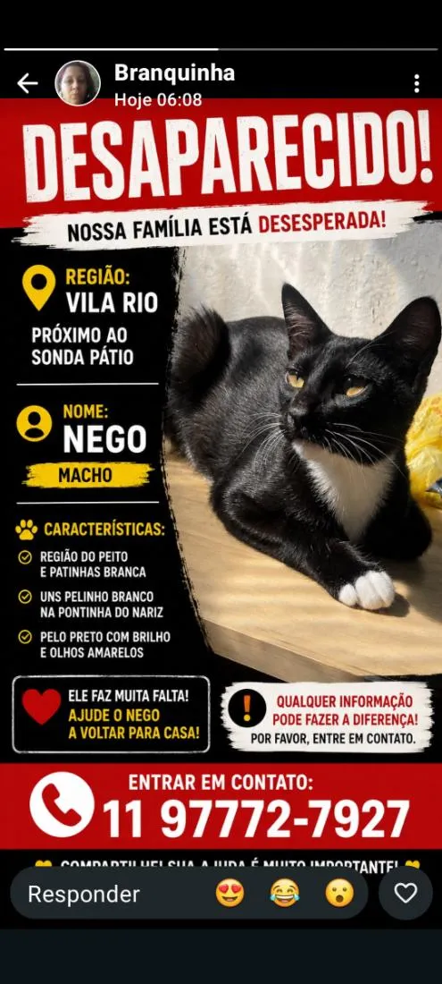 Gato raça SRD-ViraLata idade 7 a 11 meses nome Nego