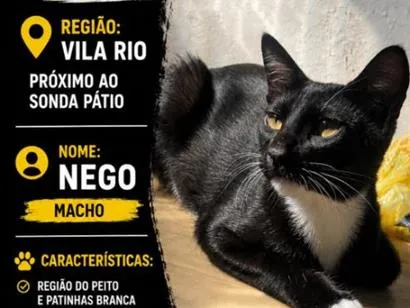 Gato raça SRD-ViraLata idade 7 a 11 meses nome Nego