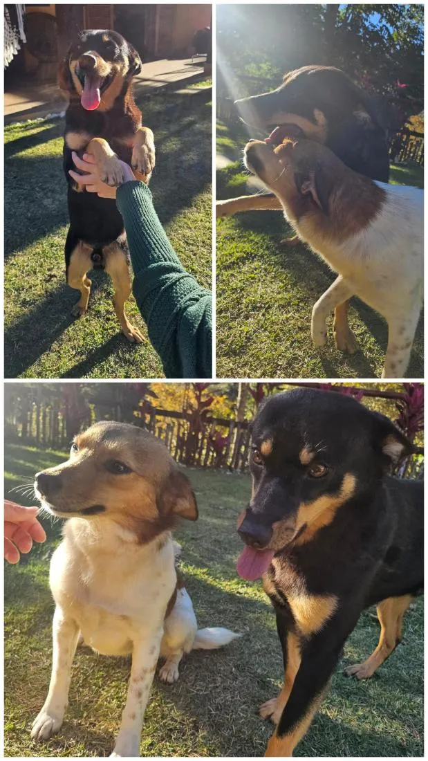 Cachorro raça SRD-ViraLata idade 2 anos nome Café e Ninha