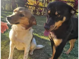 Cachorro raça SRD-ViraLata idade 2 anos nome Café e Ninha