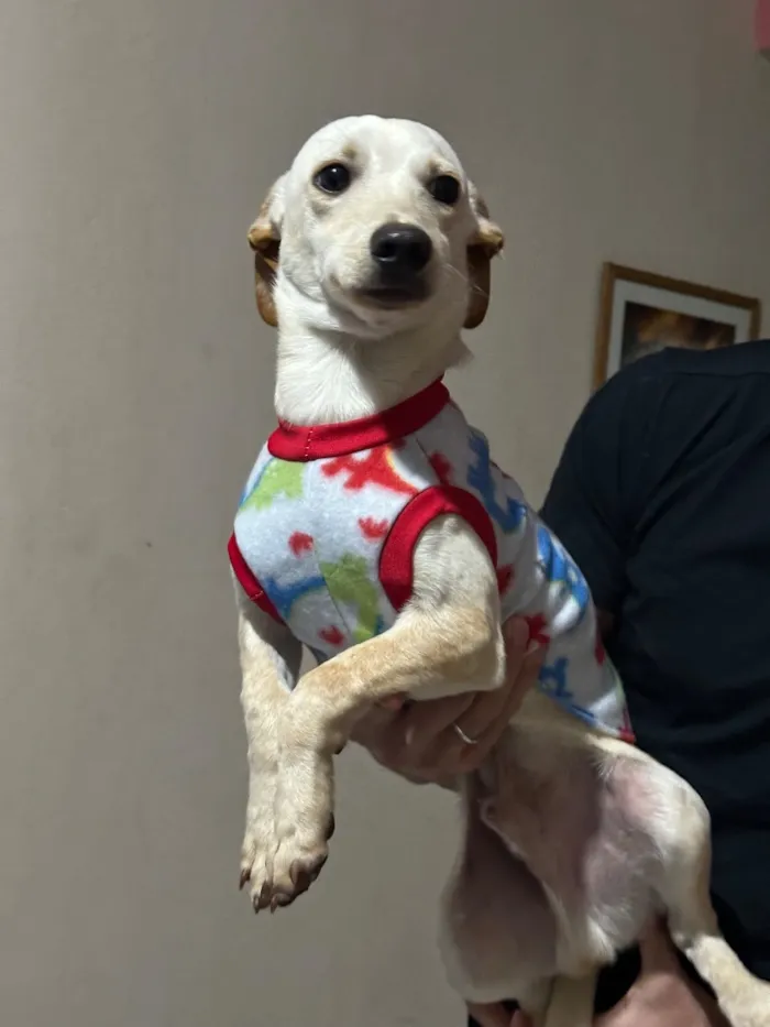 Cachorro raça SRD-ViraLata idade 7 a 11 meses nome Shaw
