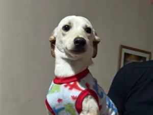 Cachorro raça SRD-ViraLata idade 7 a 11 meses nome Shaw