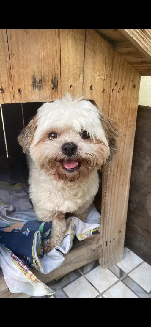 Cachorro raça Shitzu idade 3 anos nome Tigas