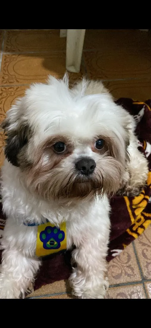 Cachorro raça Shitzu idade 3 anos nome Tigas