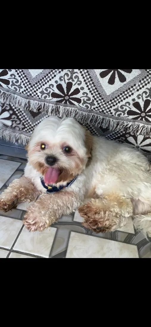 Cachorro raça Shitzu idade 3 anos nome Tigas
