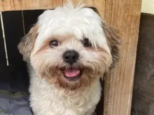 Cachorro raça Shitzu idade 3 anos nome Tigas