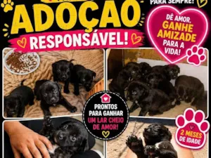 Cachorro raça SRD-ViraLata idade 2 a 6 meses nome filhotes