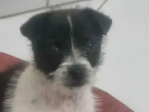 Cachorro raça SRD-ViraLata idade 2 a 6 meses nome Zé Cláudio