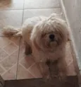PELUDINHO 