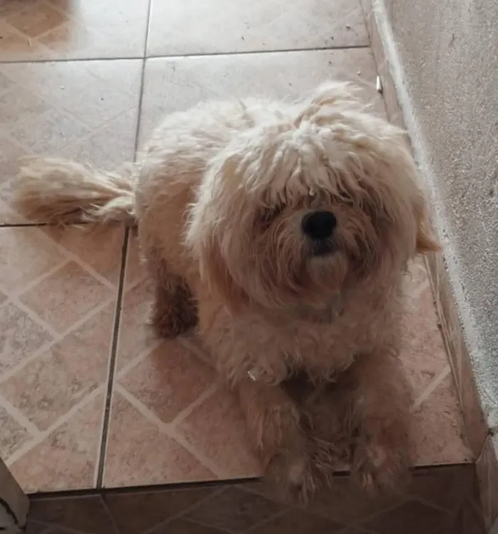 Cachorro raça SRD-ViraLata idade 1 ano nome PELUDINHO 