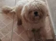 PELUDINHO 