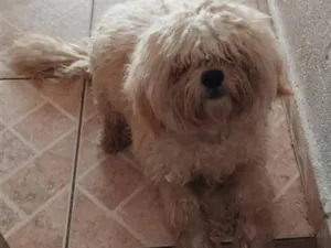 Cachorro raça SRD-ViraLata idade 1 ano nome PELUDINHO 