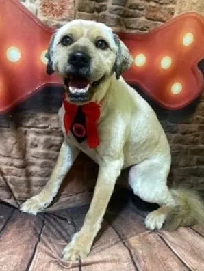 Cachorro raça SRD-ViraLata idade 1 ano nome Coragem